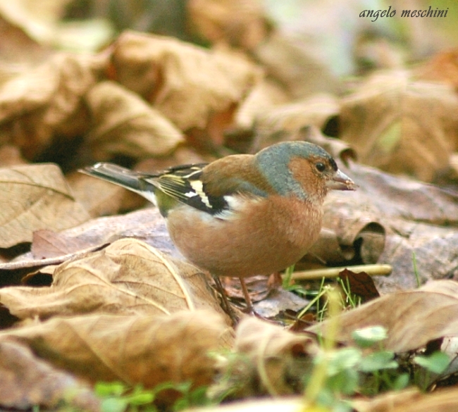 Fringuello Frinigilla coelebs